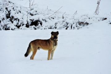 Sadık Dostlardan - Kar - Kış