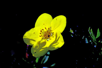 BLÜTE
