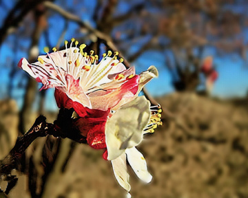 Apple blossom 