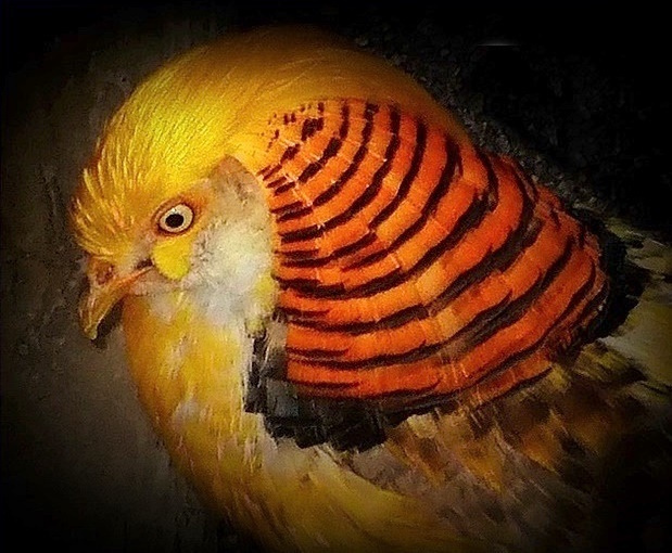 KUŞ