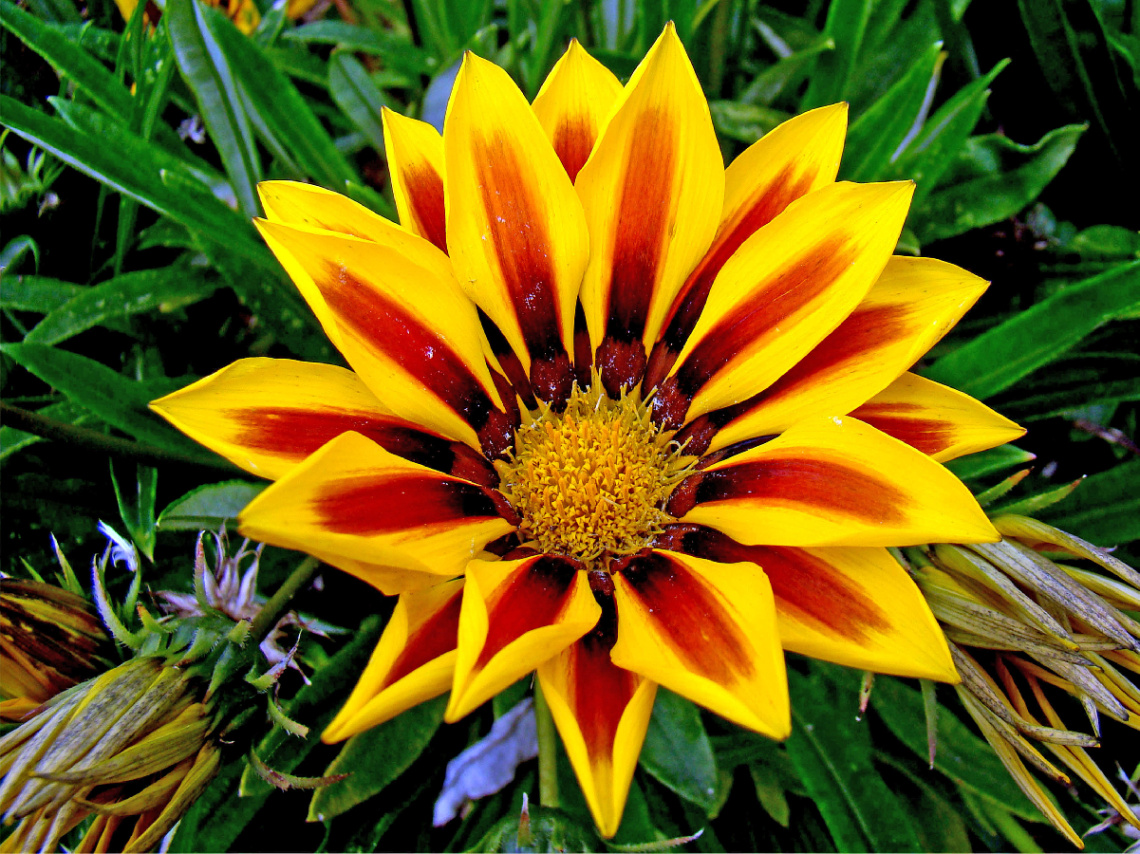BLÜTE
