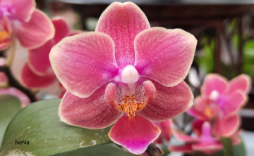 Orquídea