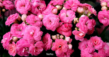 Flores