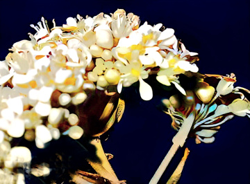 Living Bouquet 