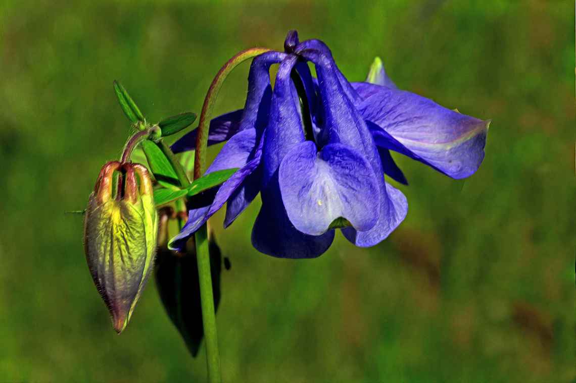 BLÜTE
