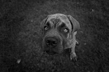 Köpek