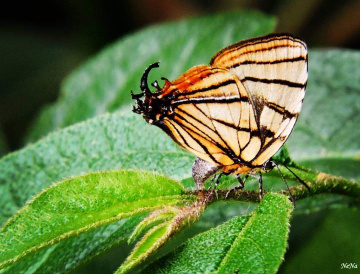 Mini borboleta 