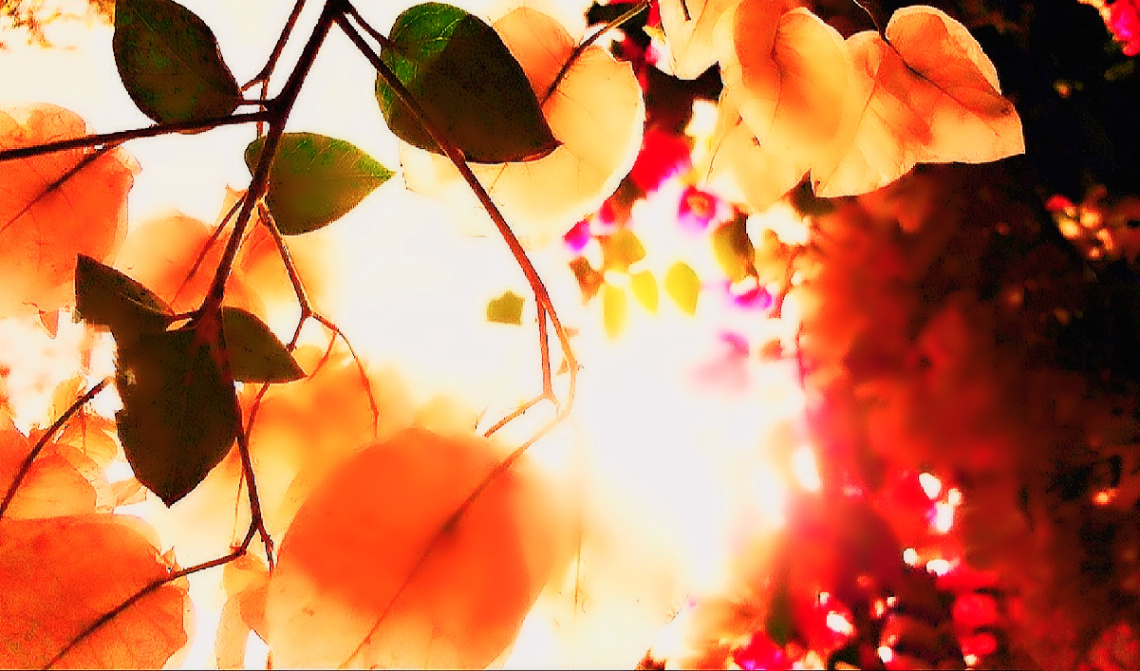 Sun & Bougainvillea playing Peekaboo