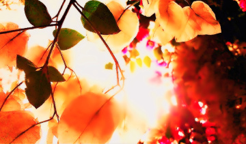 Sun & Bougainvillea playing Peekaboo