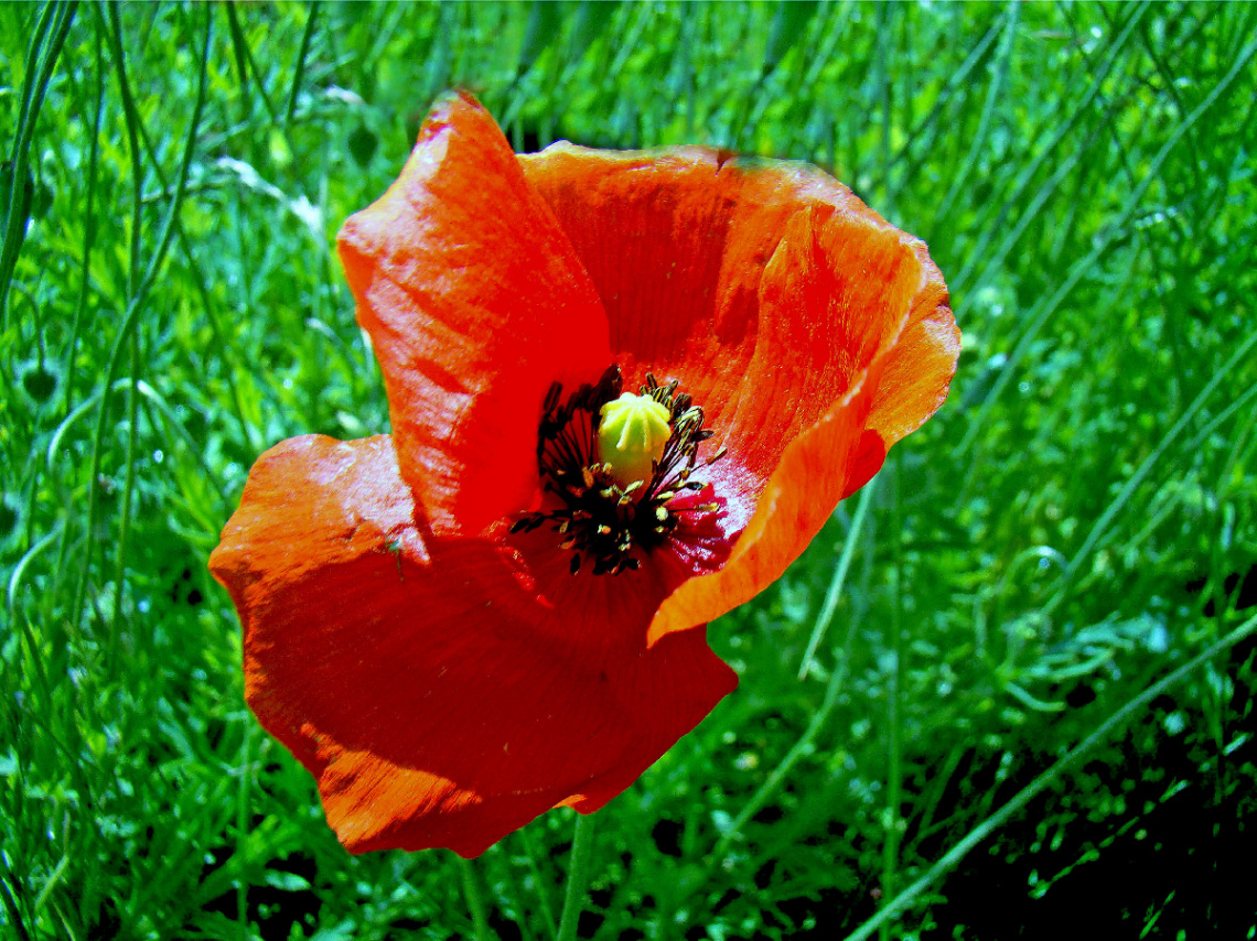 BLÜTE