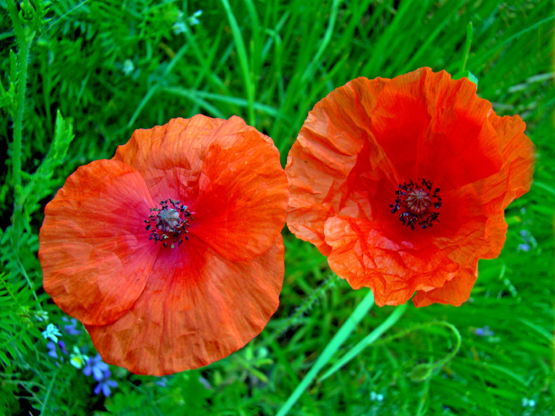 BLÜTEN