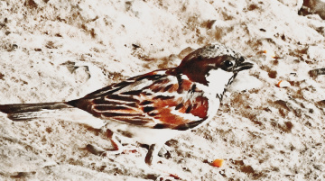 Sparrow 