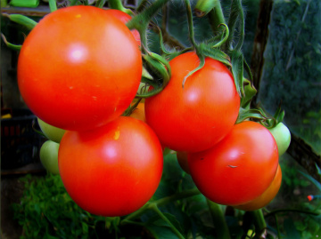 TOMATEN