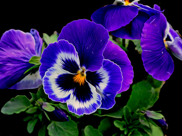 BLÜTEN