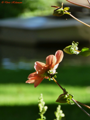 blossoms