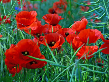 BLÜTEN