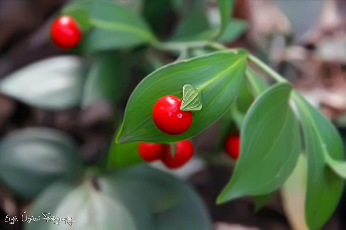Red & Green