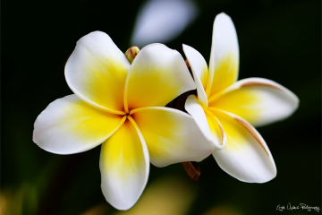 White & Yellow