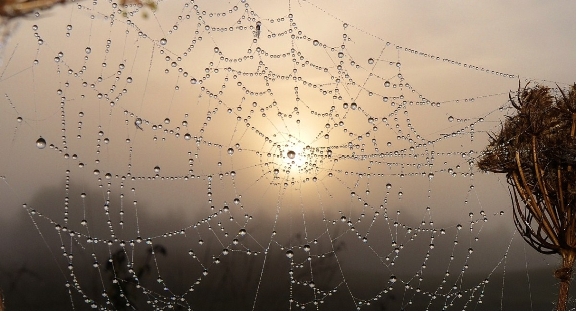 Spiderweb 