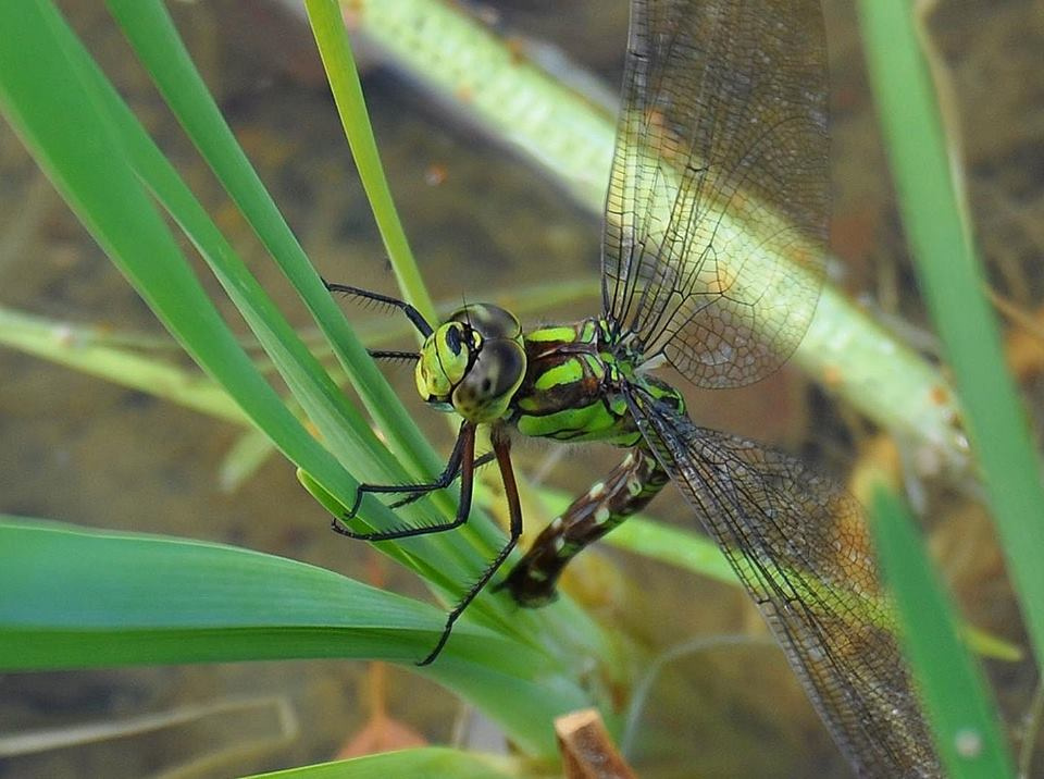 Green Dragonfly