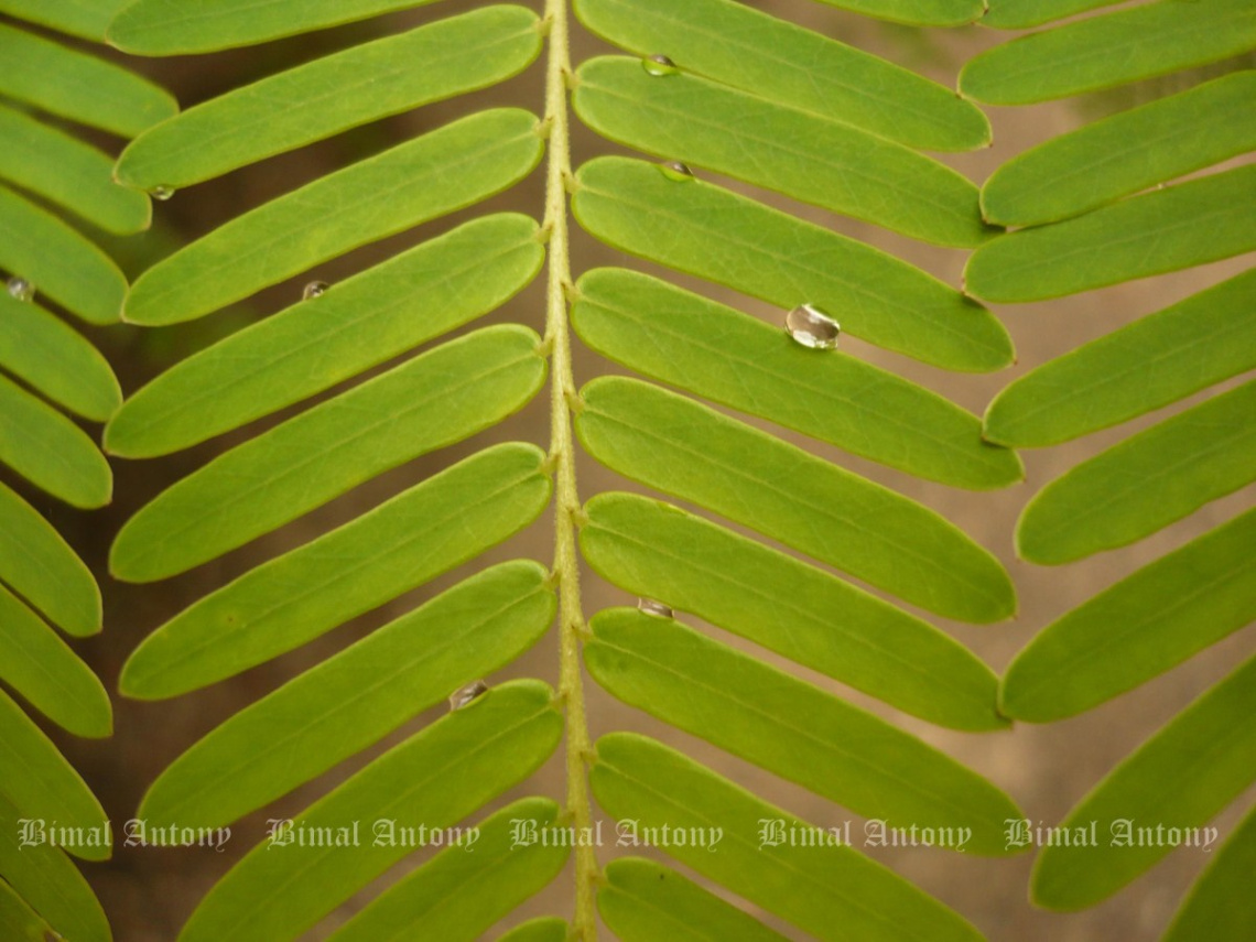 Leaf Wallpaper