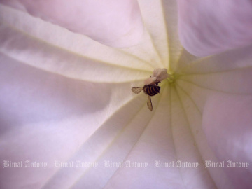 Honey Bee
