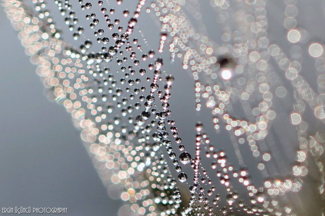 Macro Cobweb