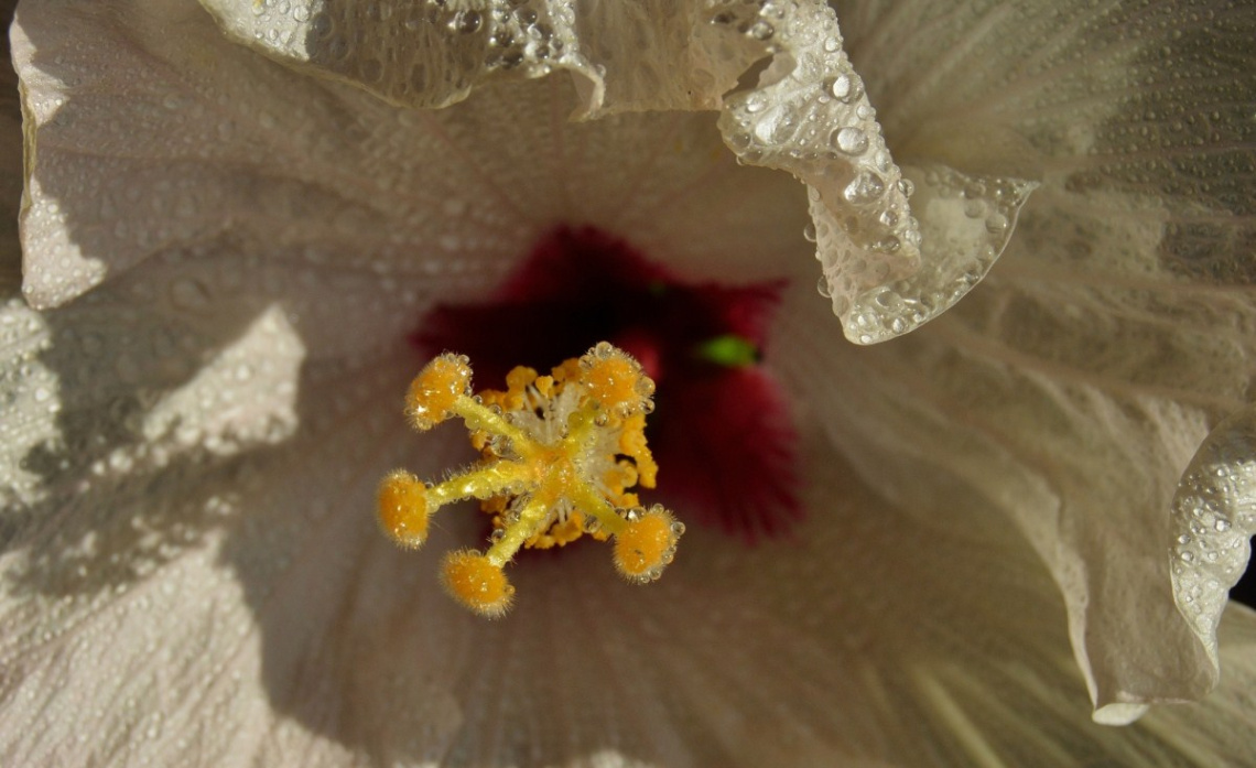 Hibiskus 