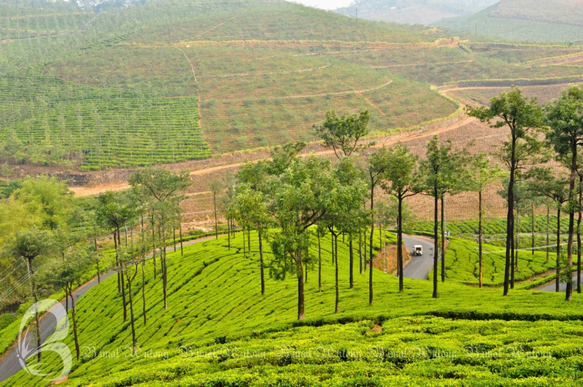 Greenery