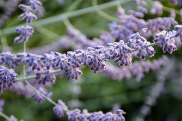 Lavender