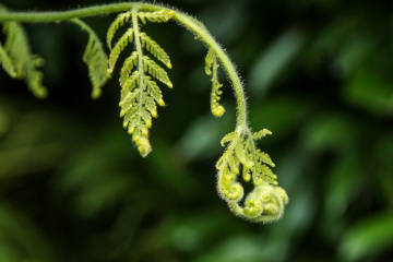fern