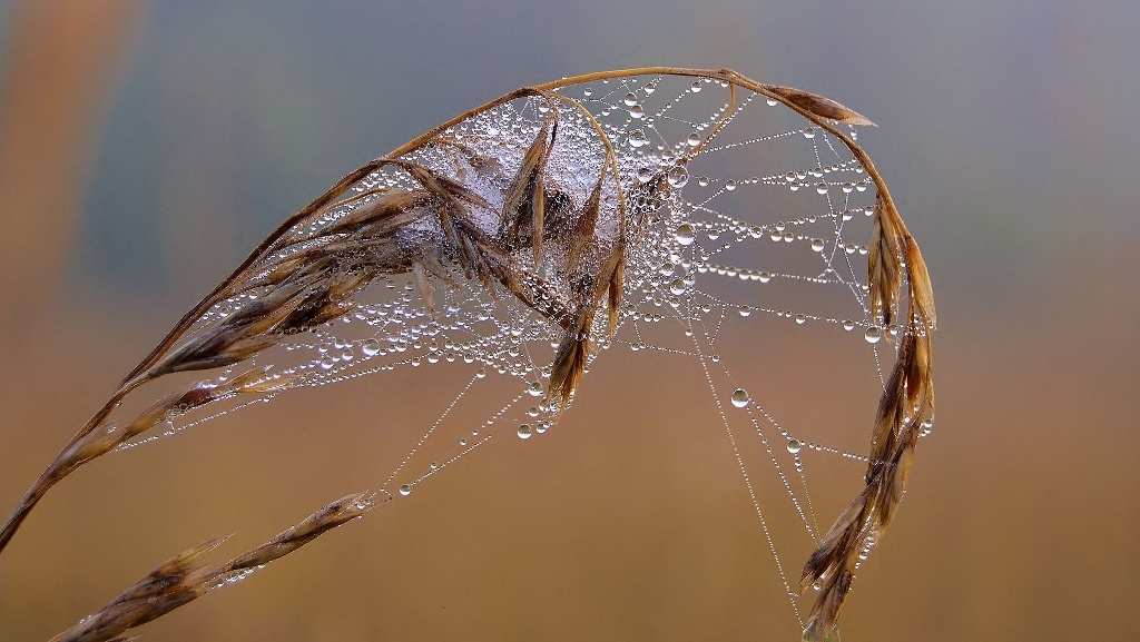 Spiderweb with morning dew