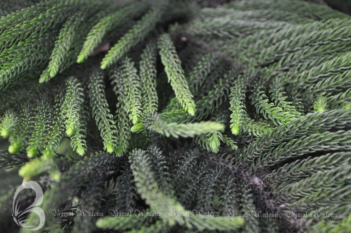 all green