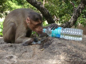 Thirsty 