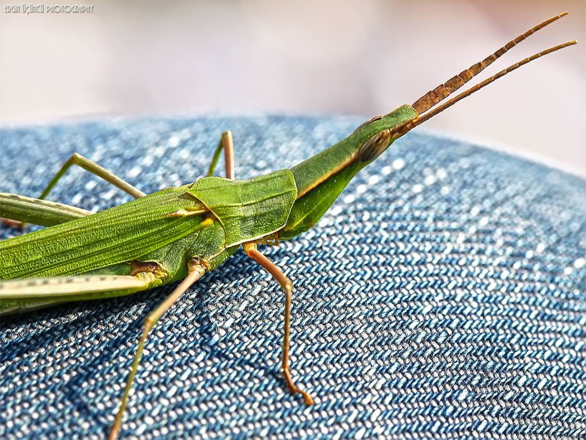 Grasshopper - Çekirge