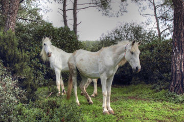 atlar