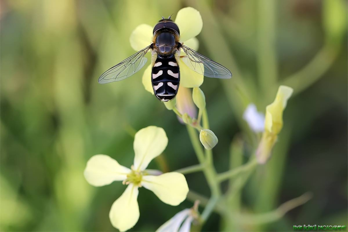Genus Scaeva - Zebra Sinek