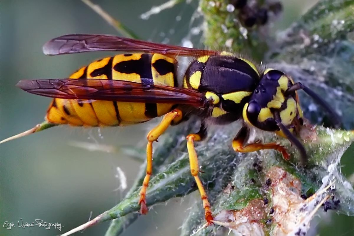 Hornet