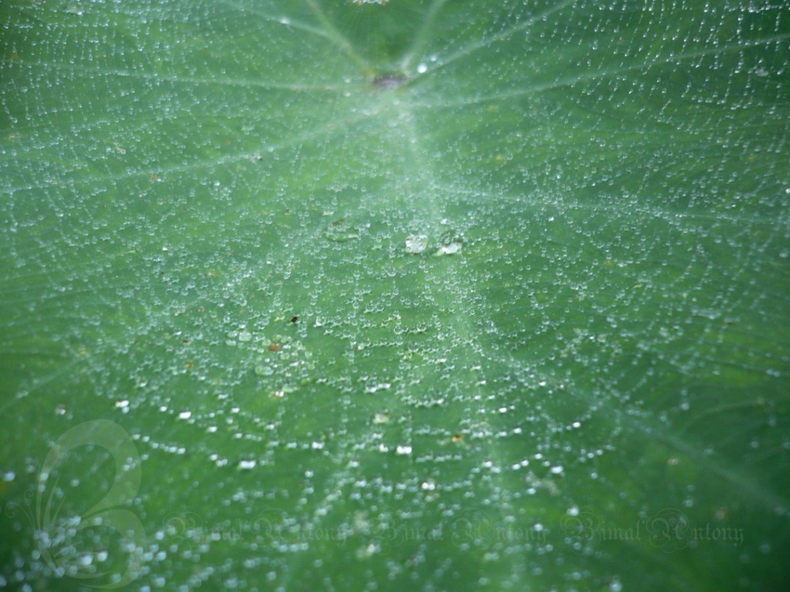 water web