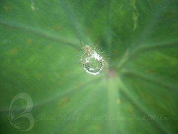 water drop