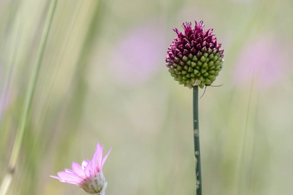 delicate