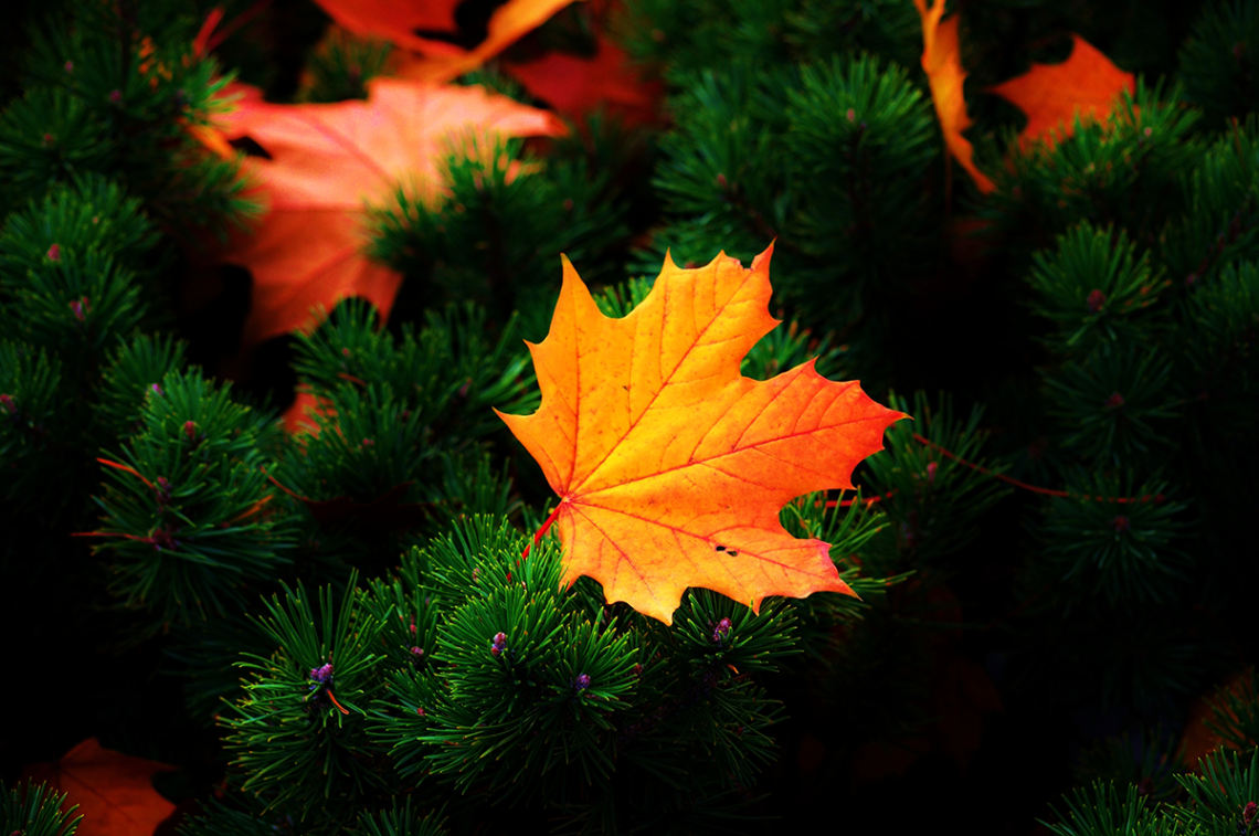 Autumn Colours
