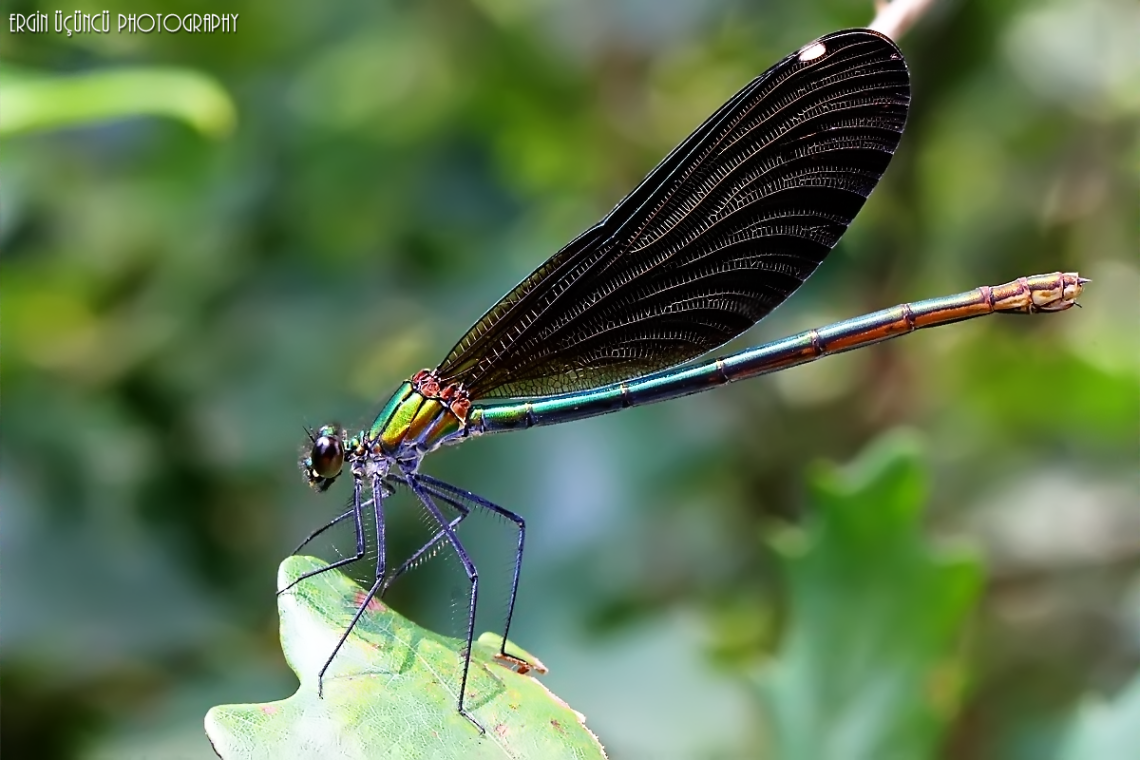 Dragonfly Yusufçuk