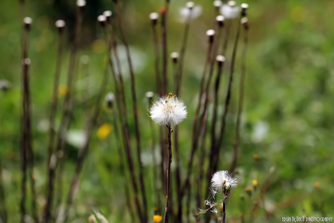 Karahindiba - Taraxacum officinale