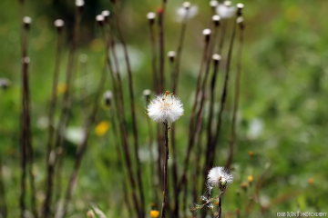 Karahindiba - Taraxacum officinale