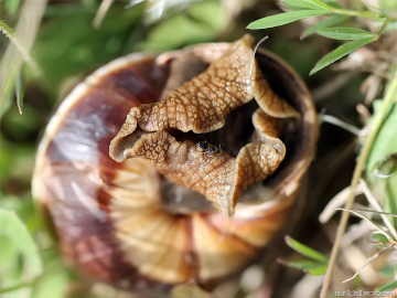 Makro Salyangoz - Snail Macro