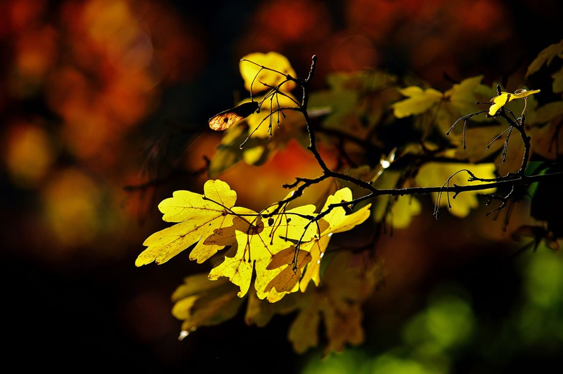German Autumn in November