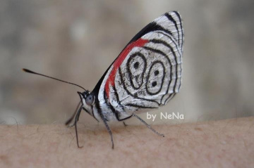 88 Butterfly
