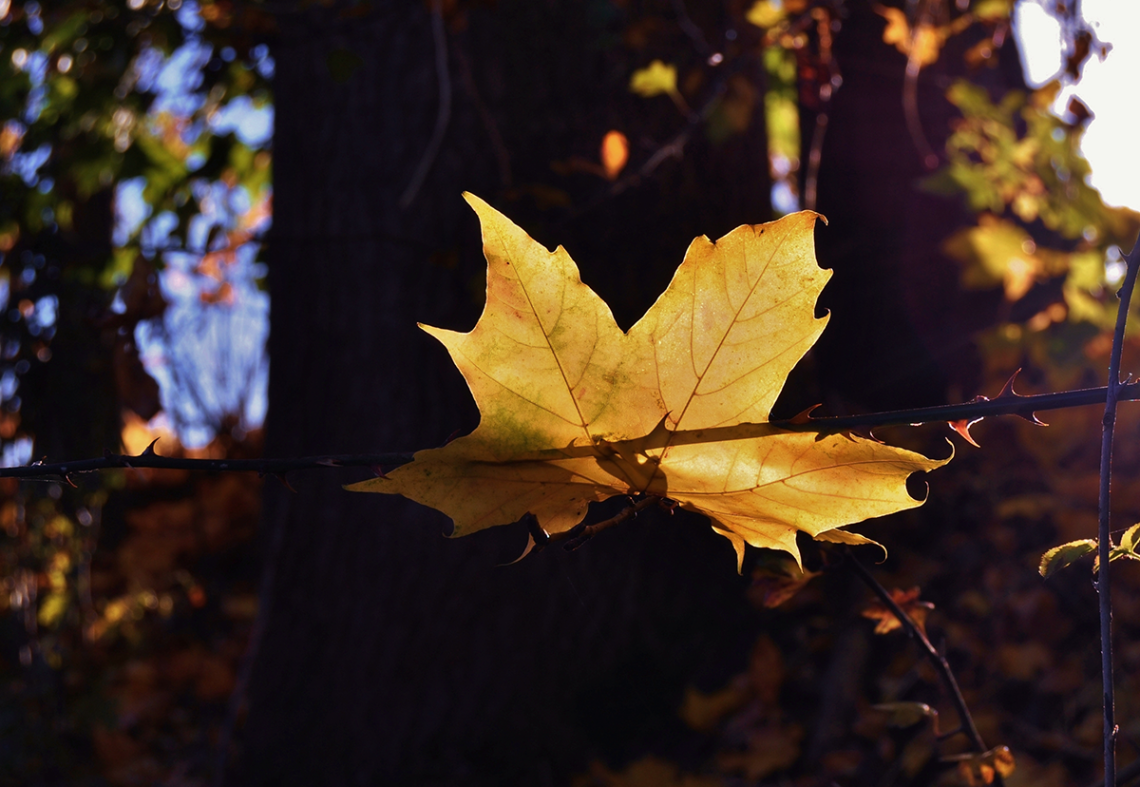 Pierced Leaf
