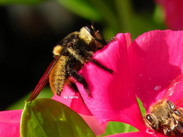 Bee